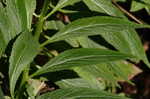 Cardinal flower